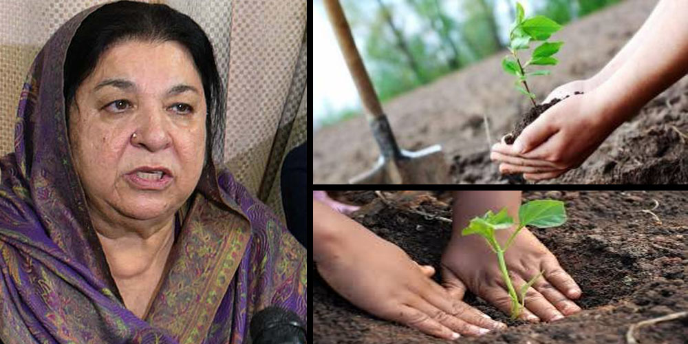 Dr Yasmin Rashid Plantation drive