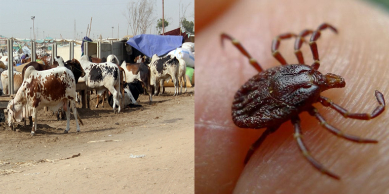 Congo virus took three lives in Karachi