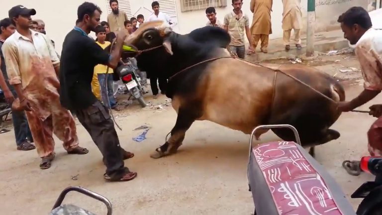 Eid-ul-Adha: second day being celebrated with festivity