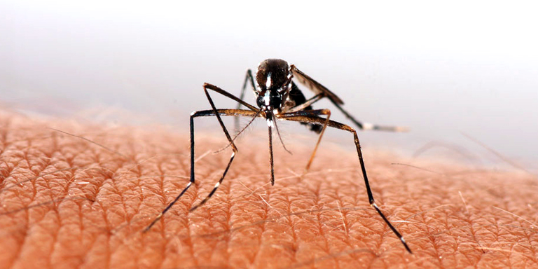 Dengue patients risen nationwide