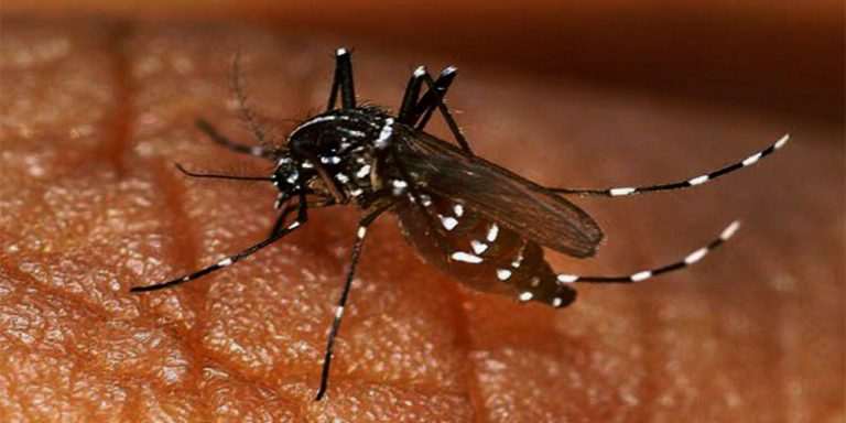 dengue