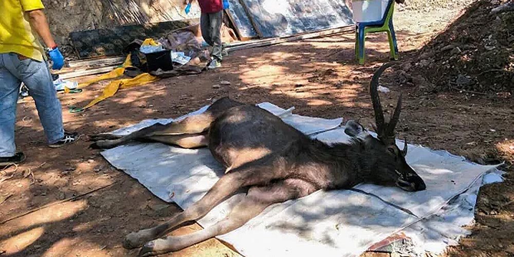 Deer-thailand