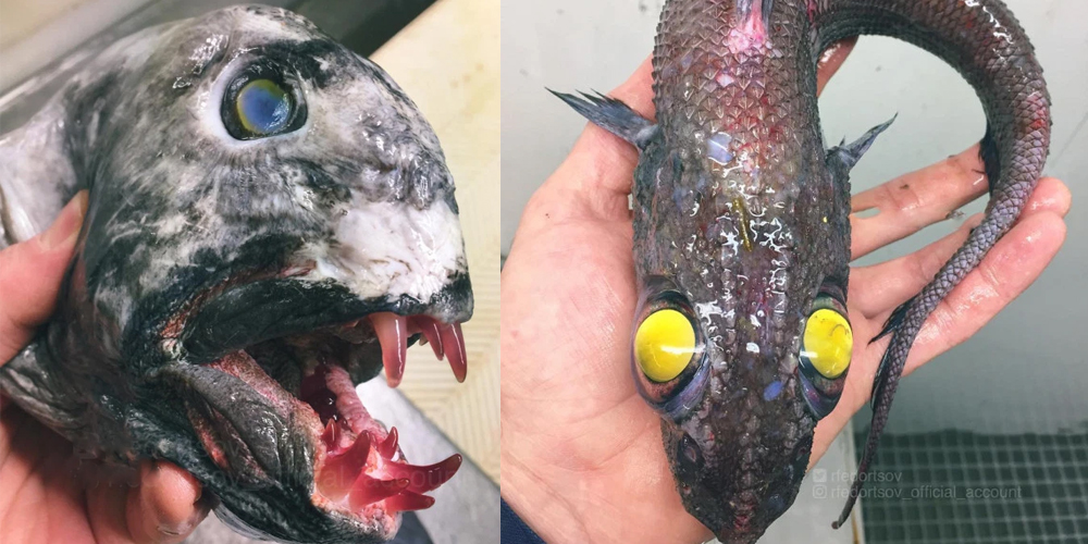 fishes