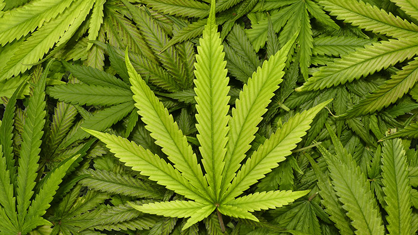 MARIJUANA