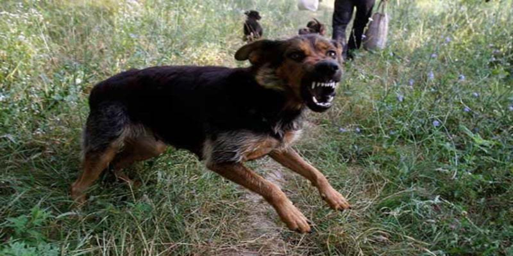 dogs