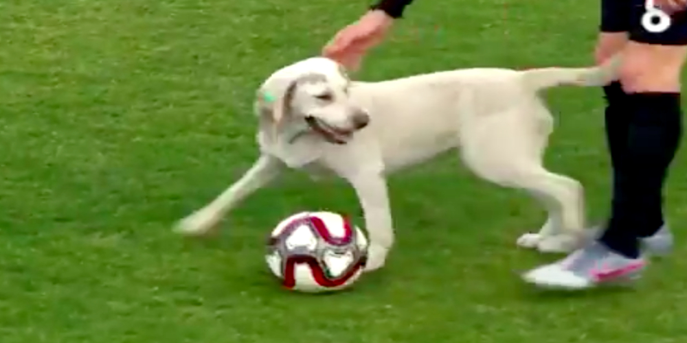 Dog