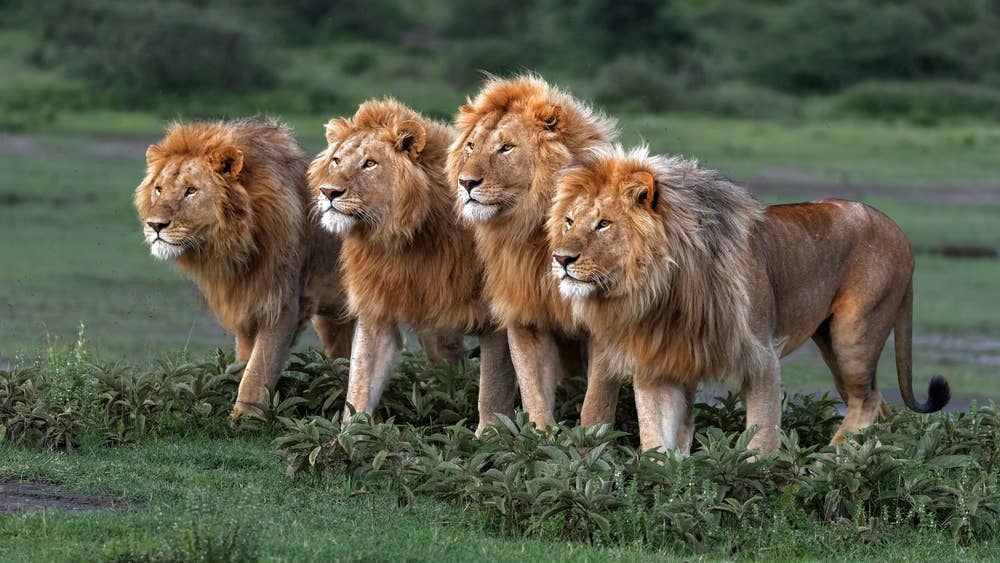 lions