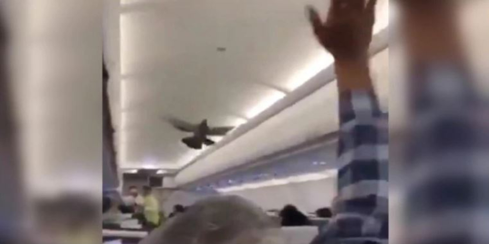 Pigeon in flight