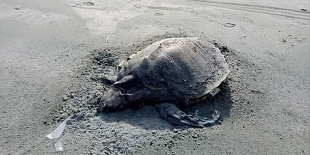 Turtles on Makran beaches