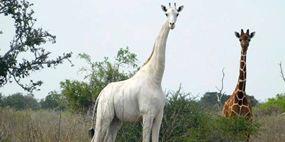 Rare and unique white skin giraffe and her calf have been killed by poachers in north-eastern Kenya.