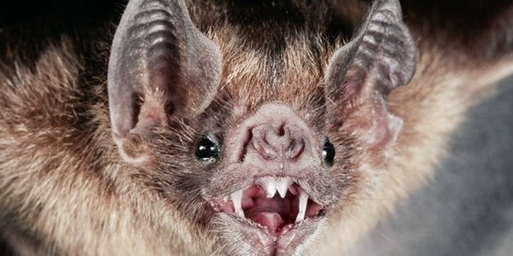Scientist discovers six new types of coronavirus in Bats