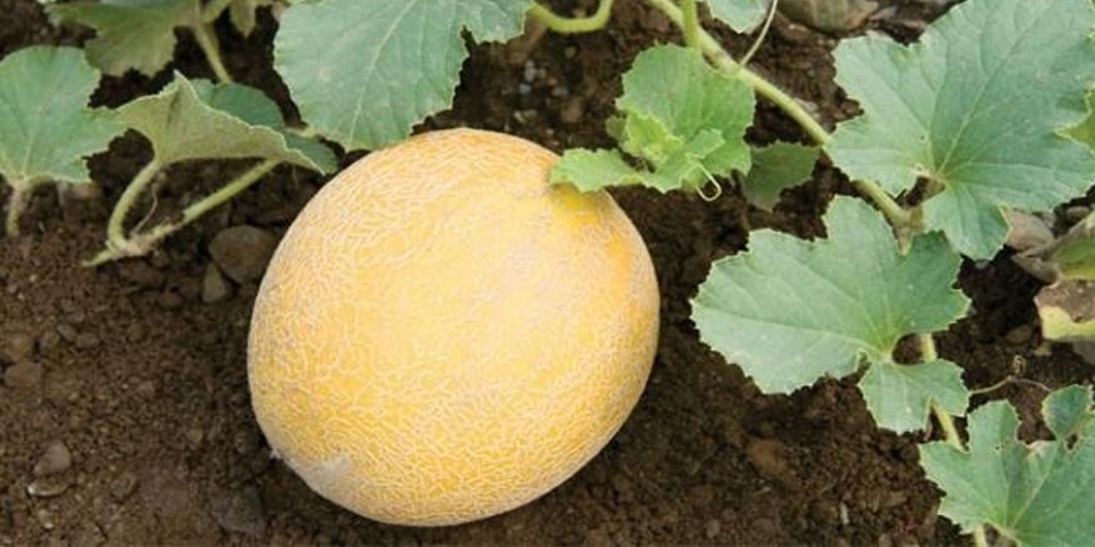 Amidst the coronavirus lockdown, Farmers are unable to pluck and sell bountiful harvest of melon due to transportation and labor shortage.