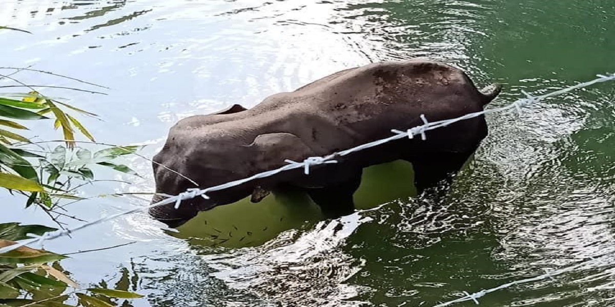 Joint investigation teams of the police and forest departments have arrested a man and detained another person in connection with the killing of a pregnant elephant in Kerala.