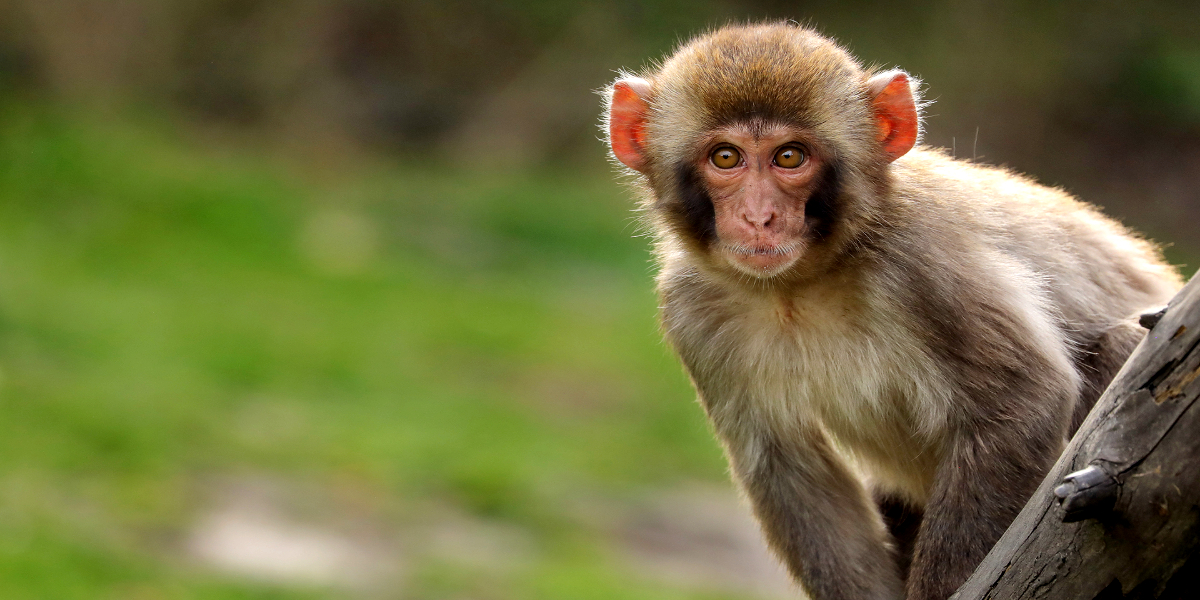Monkey