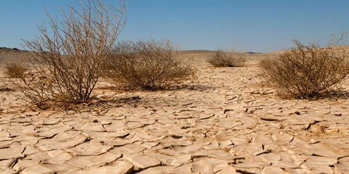 How to reduce effects of drought to prevent desertification?