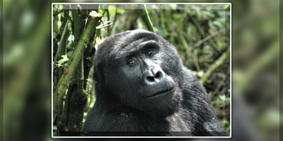 Gorilla