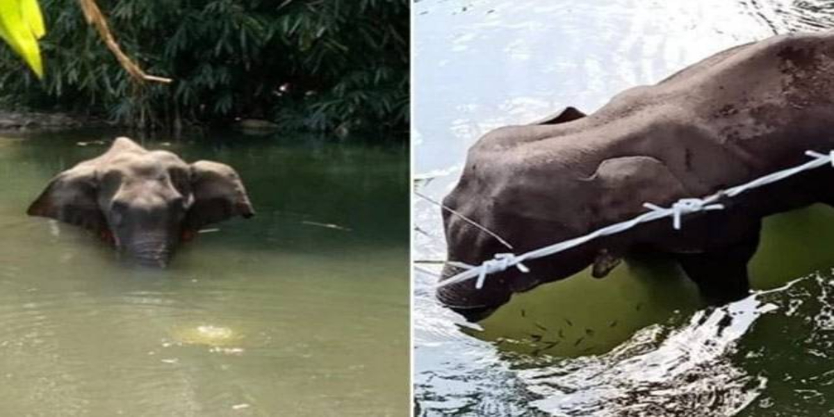India: Pregnant elephant dies after eating pineapple filled with firecrackers