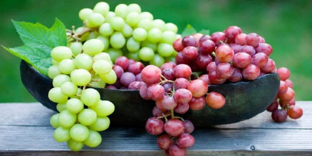 Grapes associated with lower Alzheimer's risk, study suggests