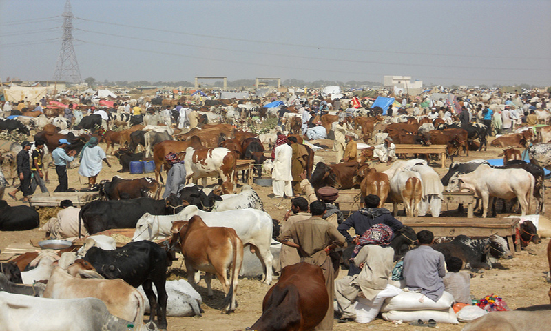 cattle market