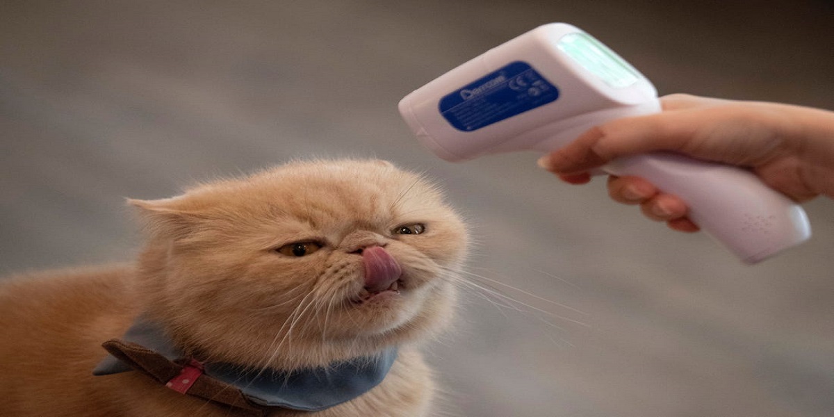 Pet cat tests positive for coronavirus in UK