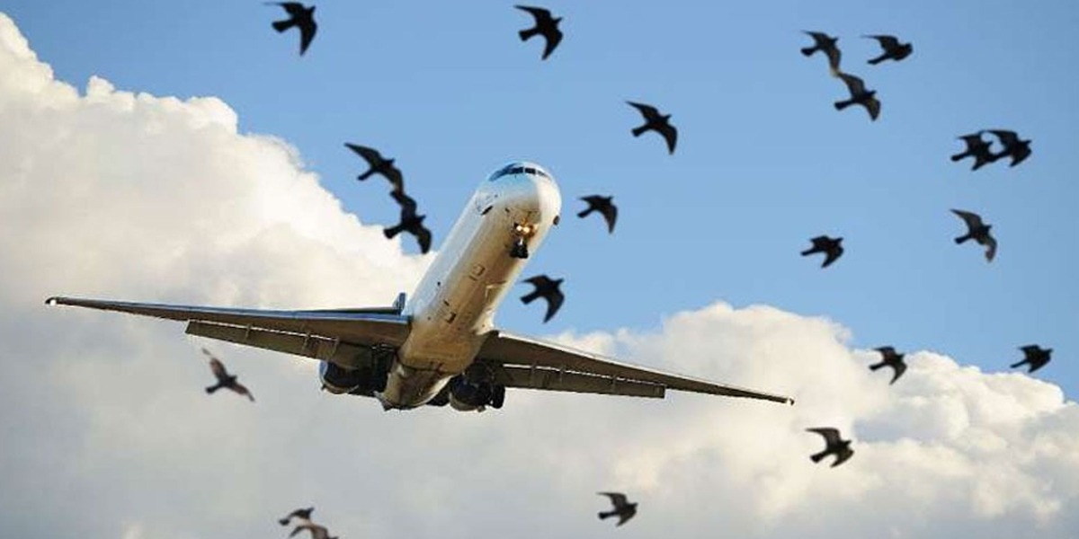 18 PIA planes were damaged by bird strikes in one year