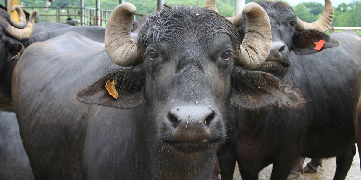 Malaysian court fines Pakistani man 8 buffaloes for insulting indigenous groups