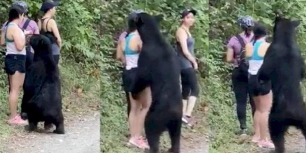 Mexico: Online petition for protection of selfie bears
