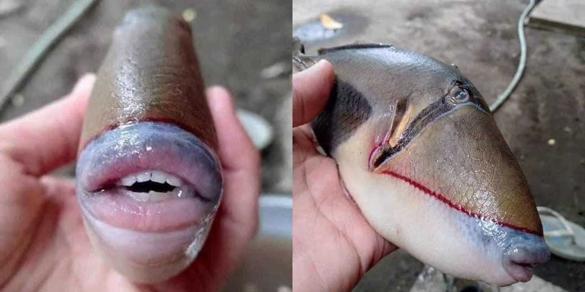 Fish