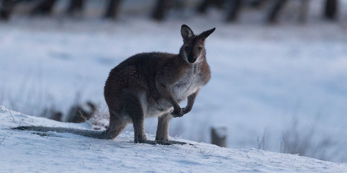 Australia shivers as Antarctic air brings rare snowfall