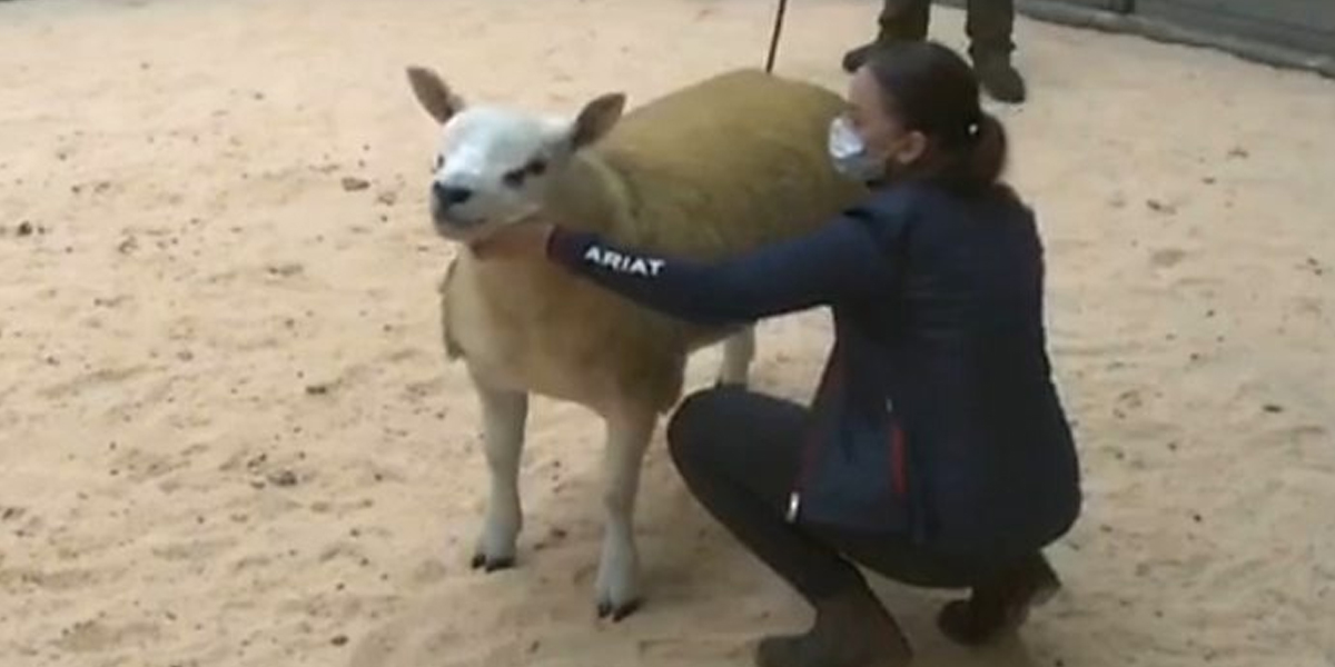 World's 'most expensive sheep' sold for Rs 82 million