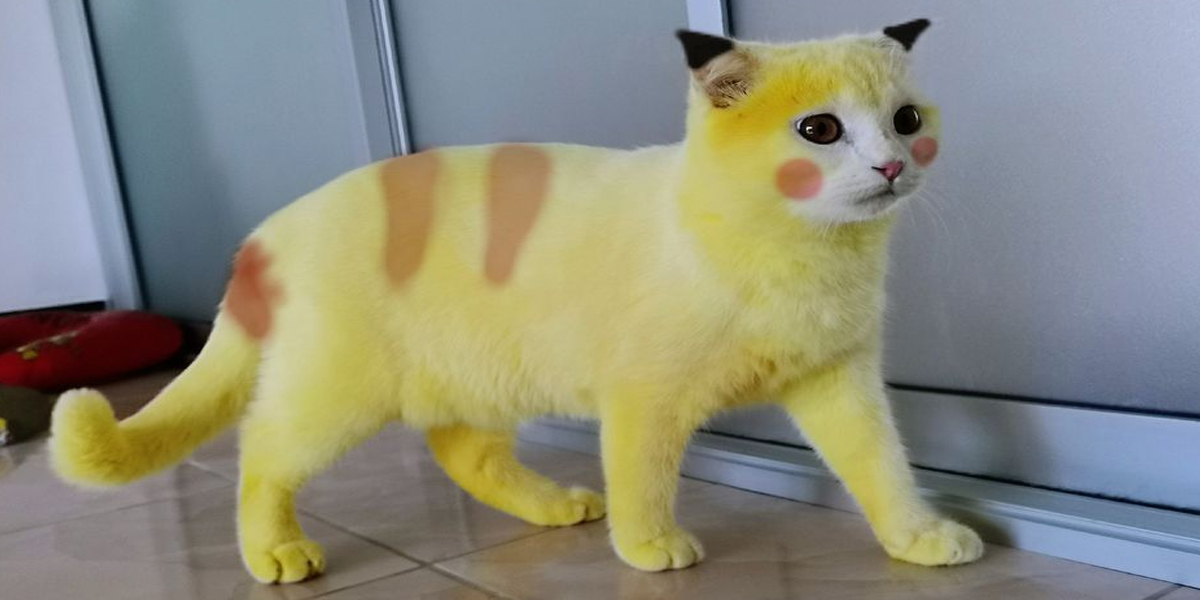 Yellow cat