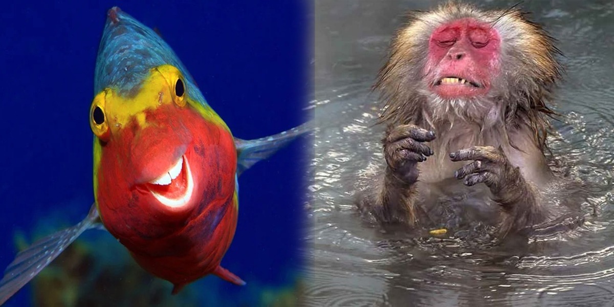 Comedy Wildlife Photography Awards: See the Funny Finalists