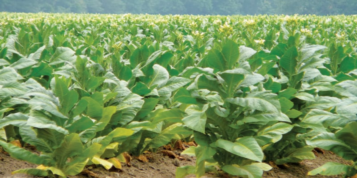 pakistan tobacco industry