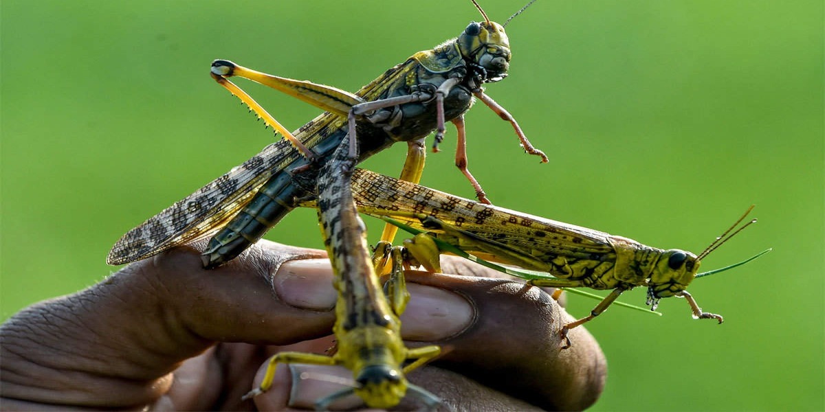 Pakistan Successfully Wins The War Against Locust Infestation
