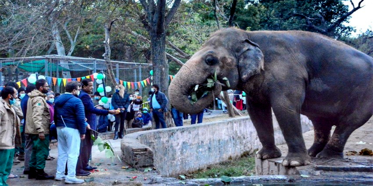 Kaavan