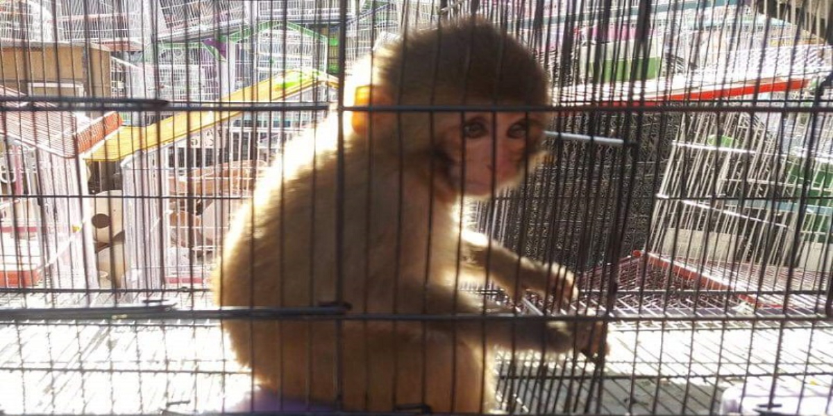 4 Monkeys Rescued