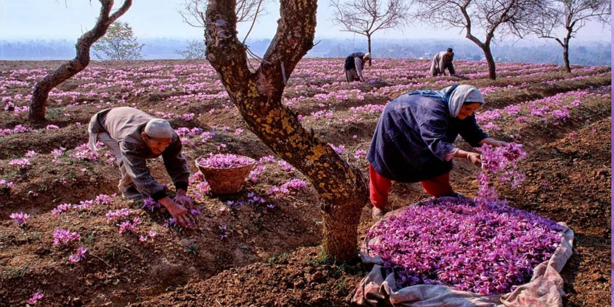 Kashmir Saffron Crop