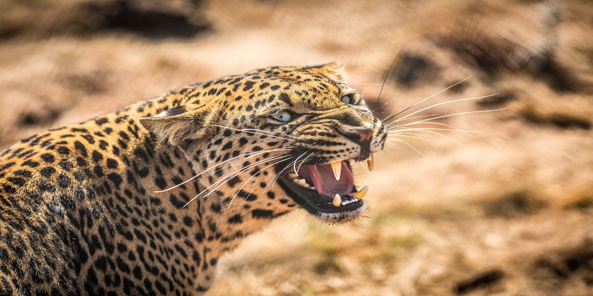 Leopard entered airport
