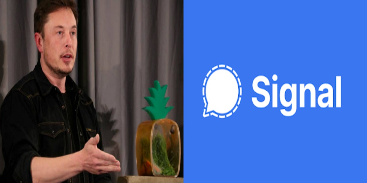 Elon Musk signal WhatsApp
