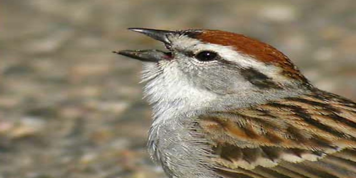 How Does Birds Chirping Affect Human Behavior?