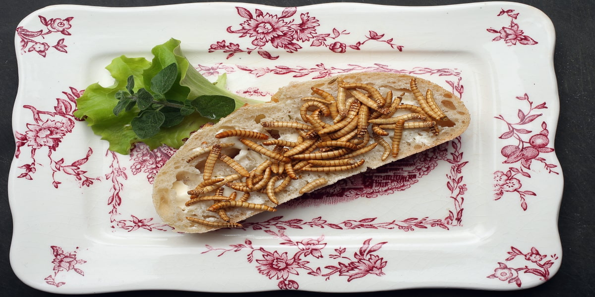 Europe Approves Edible Worms As Human Food
