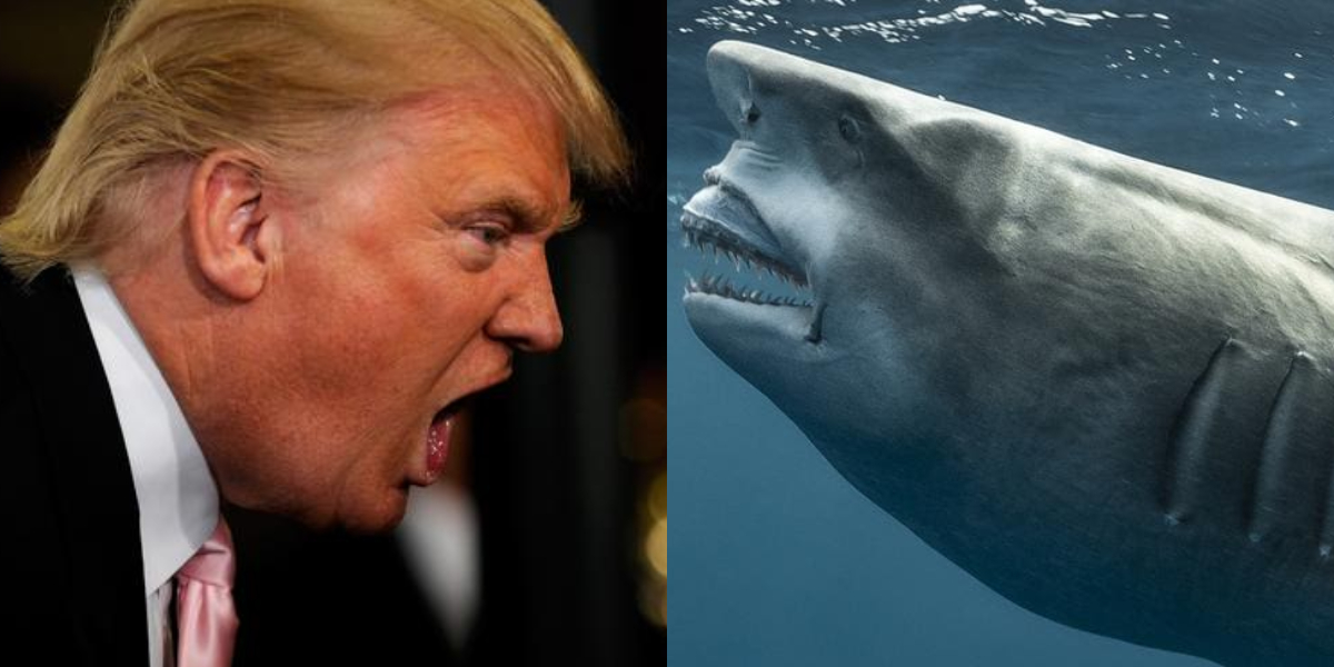 Shark Trump