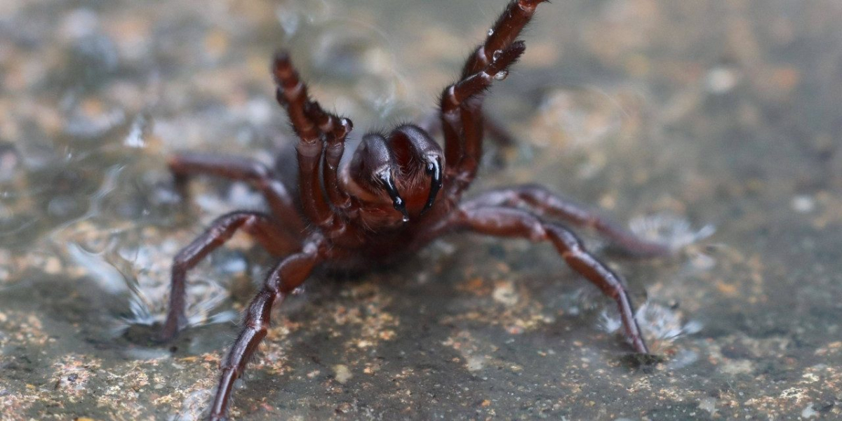 spider