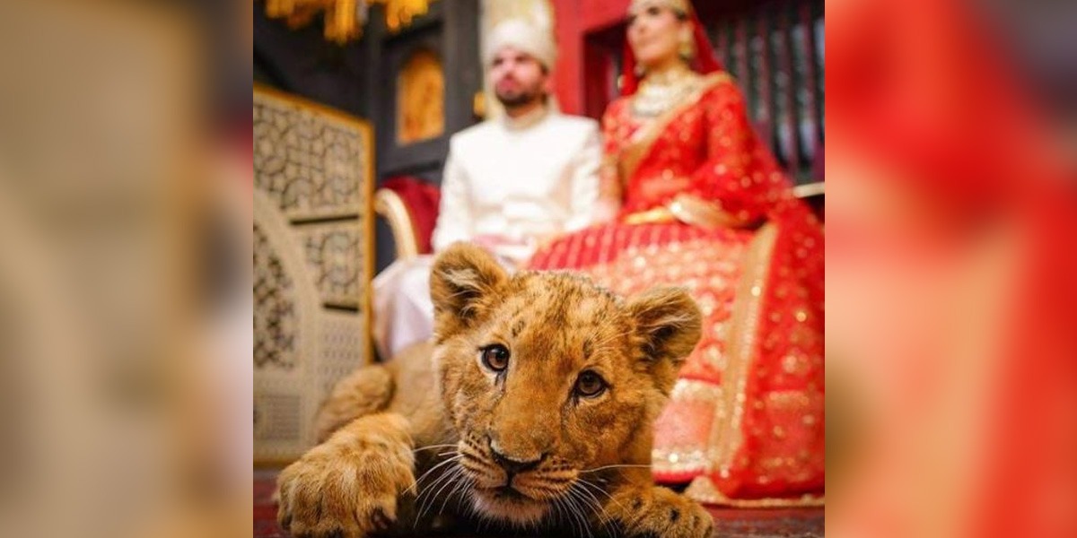 Sedated Lion Cub At A wedding