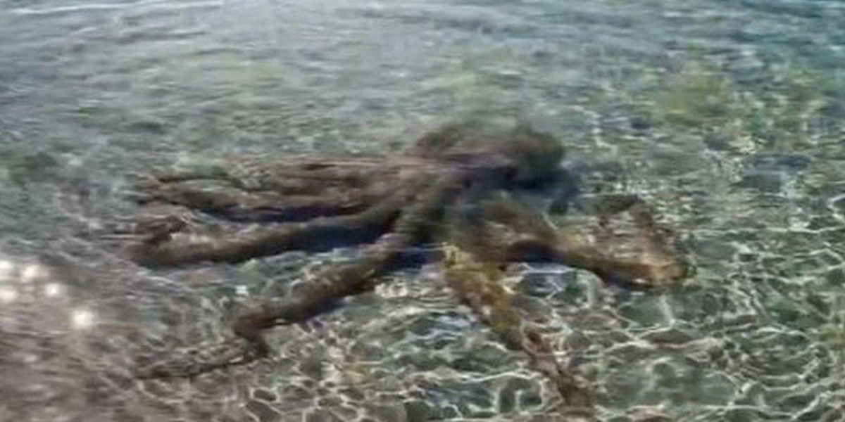 octopus