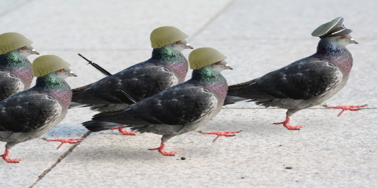 Indian Border Security Force Wants To Persecute "Pakistani Spy Pigeon"