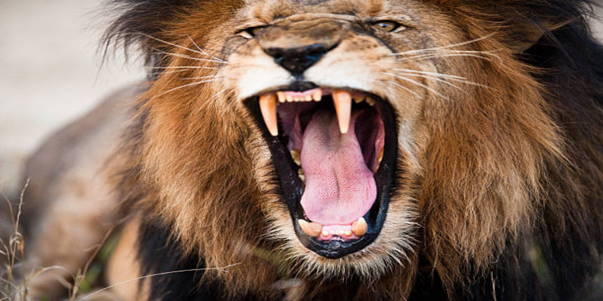 Saudi Arabia: Man Killed After Attack From Lion