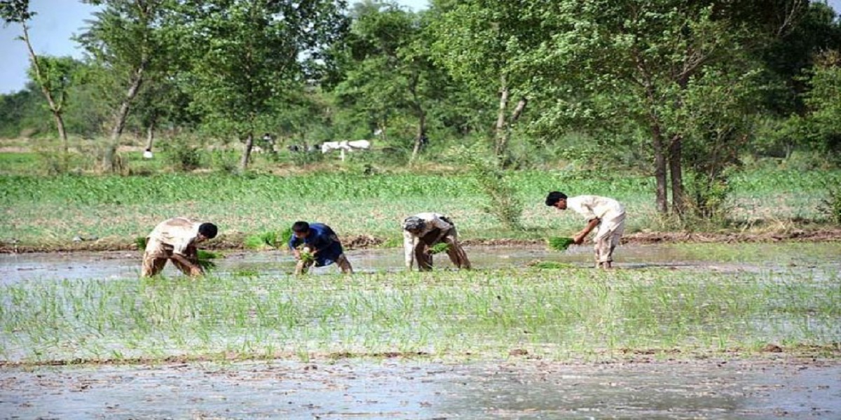 cultivation