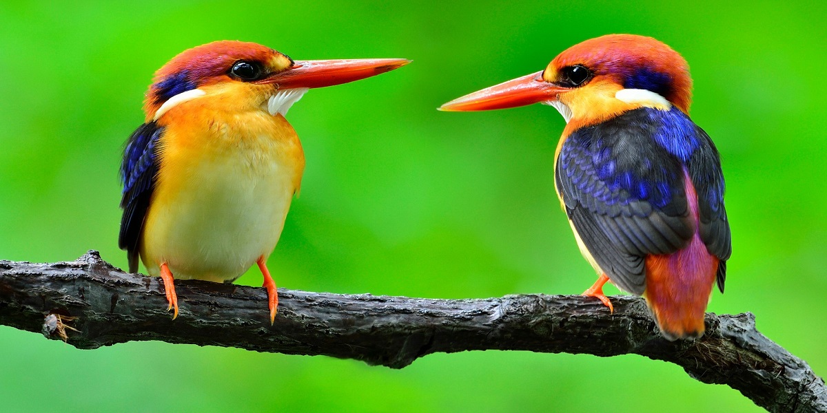 Birds See Magnetic Fields Using Quantum Mechanics