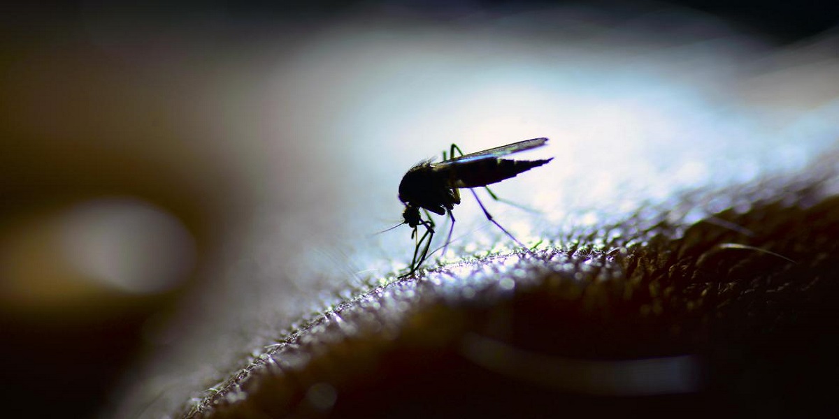 Karachi dengue